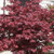 Acer palmatum 'Fireglow' - Pat 2L