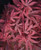 Acer p 'Kandy Kitchen' - Topia 6L