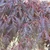 Acer p d 'Crimson Princess' -  6L