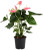 Anthurium 'Sweet Leny' 15cm
