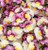 Nemesia 'Aromance Plum Honey' 1.5L
