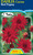 Dahlia Cactus 'Red Pygmy'