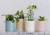 Pot - Bella Blush 15.5cm