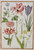 Card - Flower Study