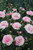 Dianthus 'Candyfloss' 1L