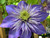 Clematis 'Multi Blue' 3.5L
