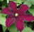 Clematis 'Niobe' 3.5L