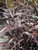 Phormium 'Platt's Black' 2L