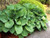 Hosta 'Sum & Substance' 2L