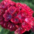 Armeria 'Happy Dreams' 14cm