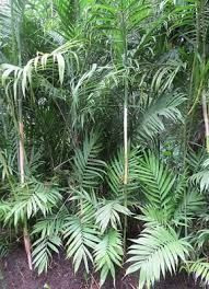 Chamaedorea costaricana 6L