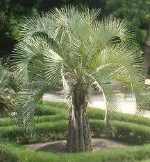 Butia capitata 6L