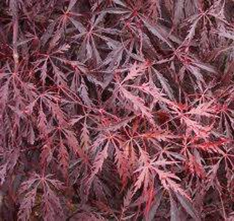 Acer p d 'Tamukeyama' 1m 6L