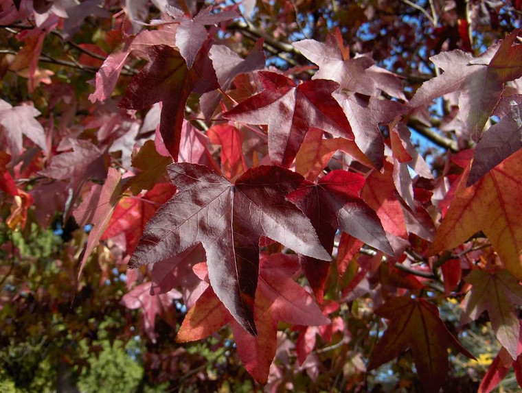 Liquidambar styraciflua PB 18