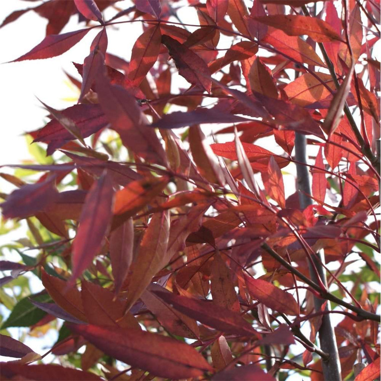 Fraxinus 'Raywoodii' PB18