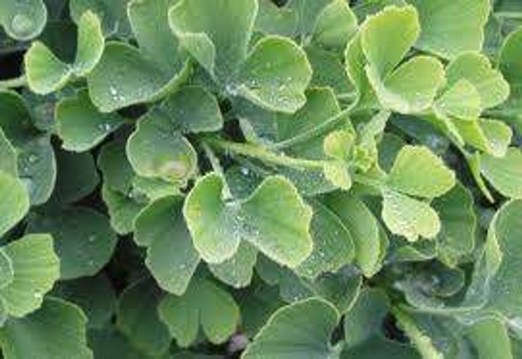 Ginkgo biloba 'Jade Butterflie PB18
