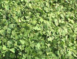 Ginkgo biloba 'Ming Princess' 6L