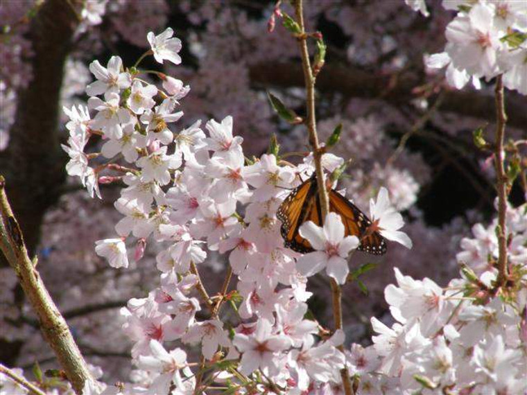 Prunus 'Awanui' PB18