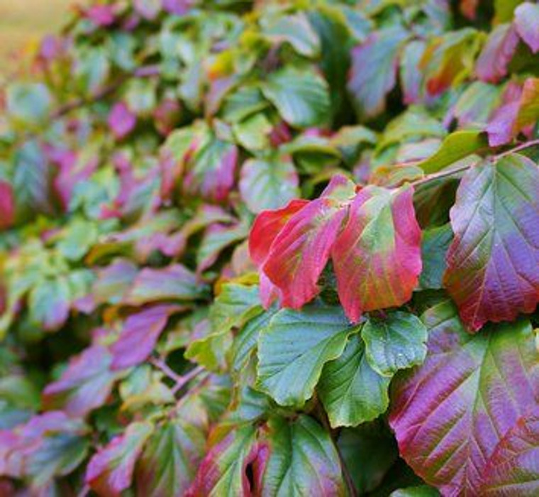 Parrotia persica 'Pendula' PB18