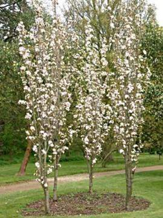 Prunus 'Amanogawa' PB18