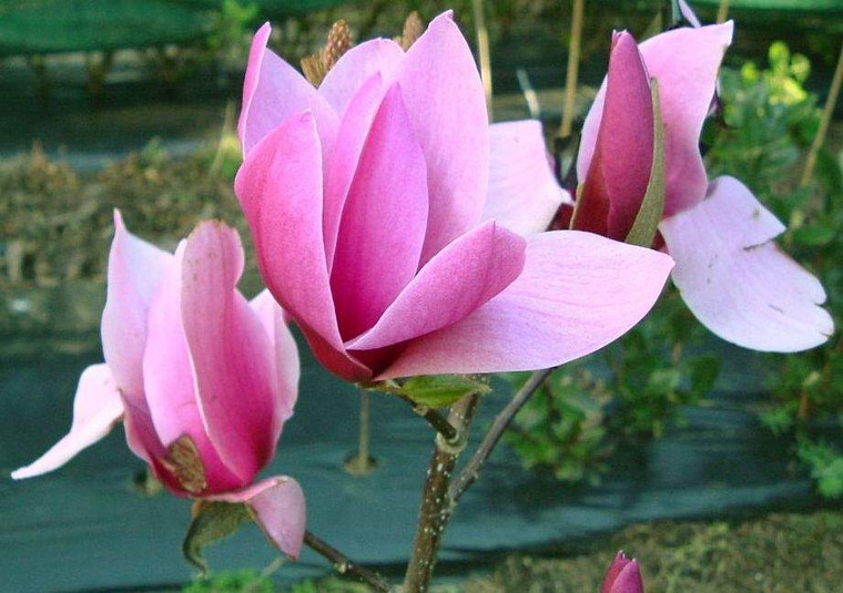 Magnolia 'Amethyst Flame' PB18