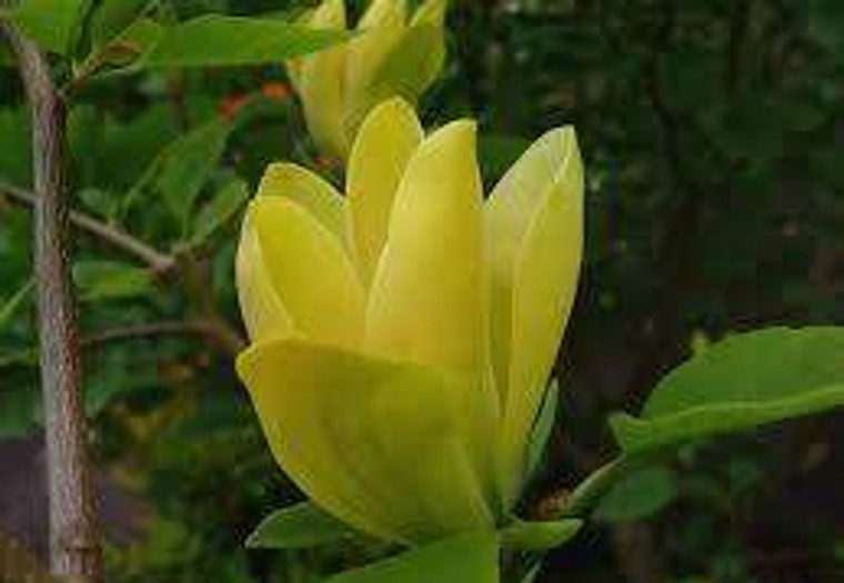 Magnolia 'Koban Dori' PB18