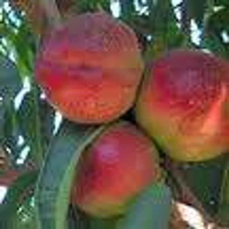 Nectarine 'Goldmine' PB18