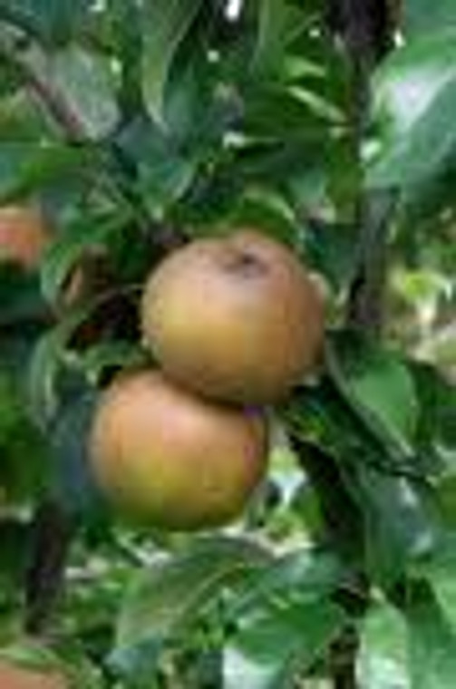 Apple 'Egremont Russet' Herita PB8