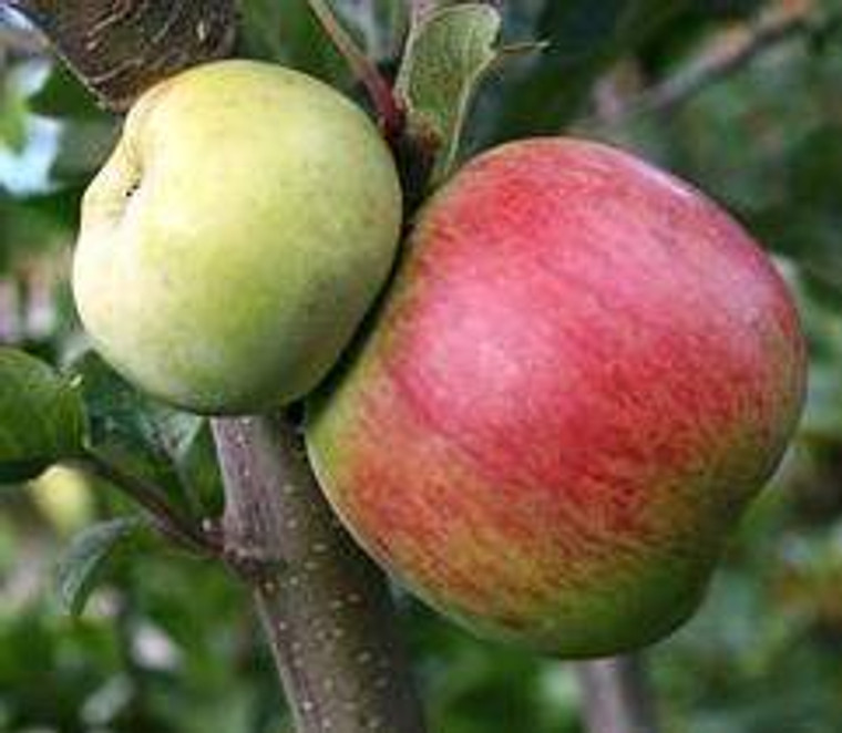 Apple 'Montys Surprise' Dwarf PB18