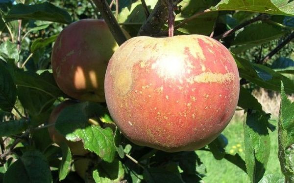 Apple 'Splendor' Dwarf PB18