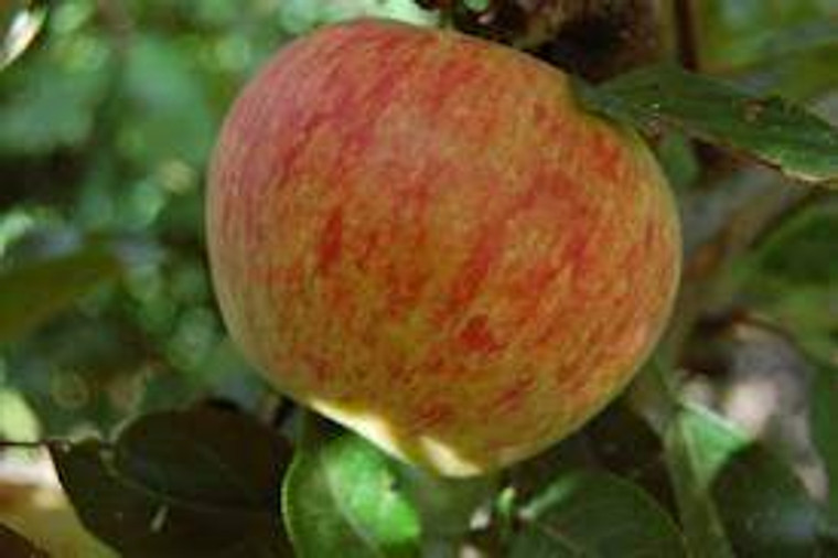 Apple 'Kidds Orange' Dwarf PB18