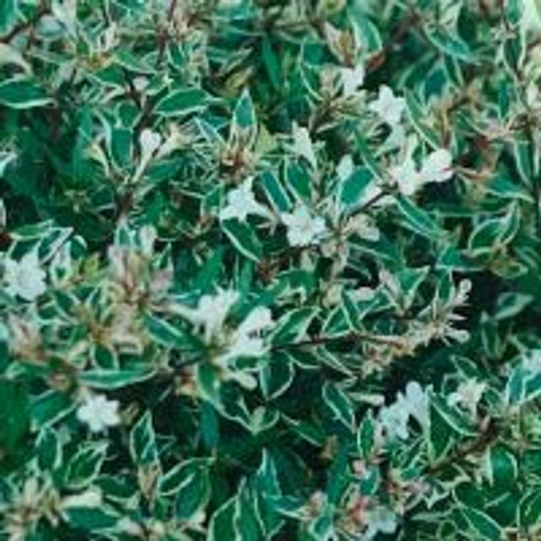 Abelia grandiflora 'Snowdrift' 2.5L