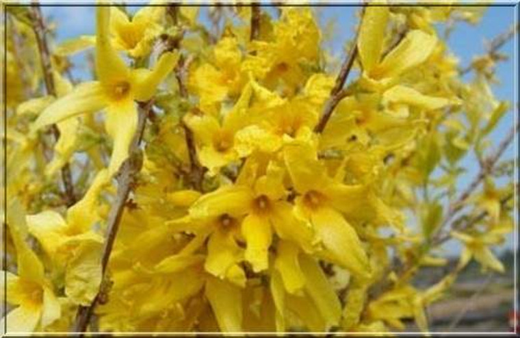 Forsythia 'Karl Sax' 2.5L