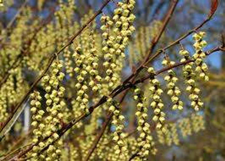 Stachyurus praecox 4.7L