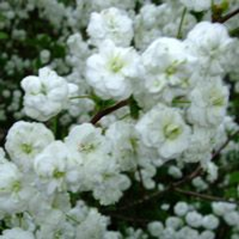 Spiraea prunifolia 4.5L