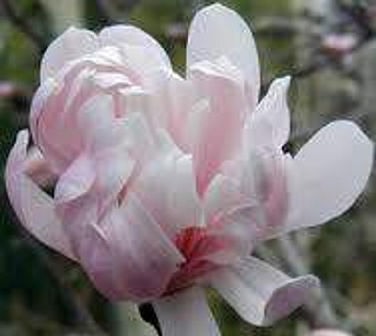 Magnolia stellata 'Dawn' 6L