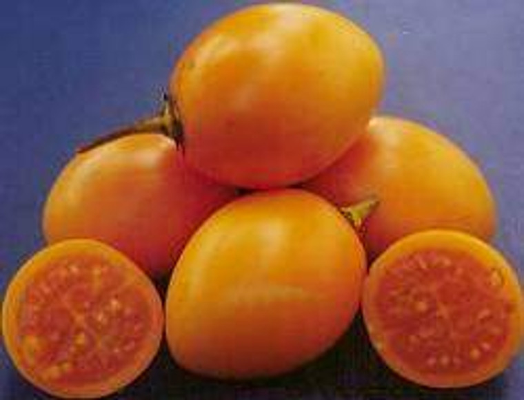 Tamarillo 'Bold Gold' 1.9L