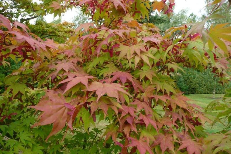 Acer palmatum 'Osakazuki' PB18