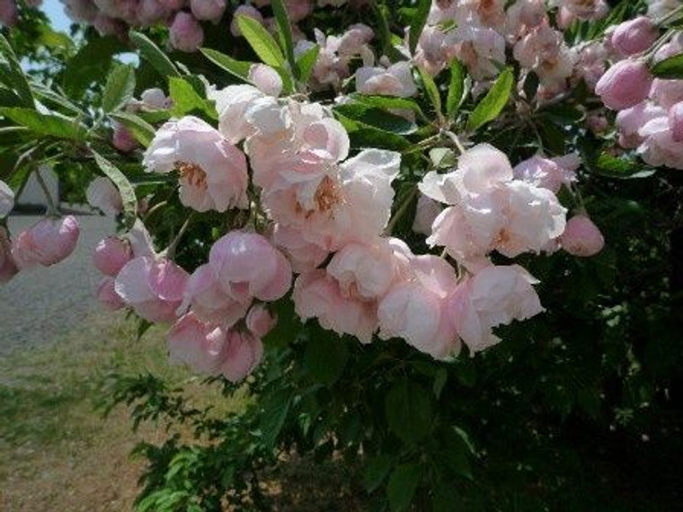 Malus coronaria 'Charlottae'  PB 18