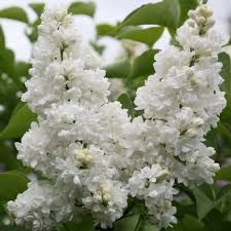 Syringa vulgaris 'Madame Lemoi PB18