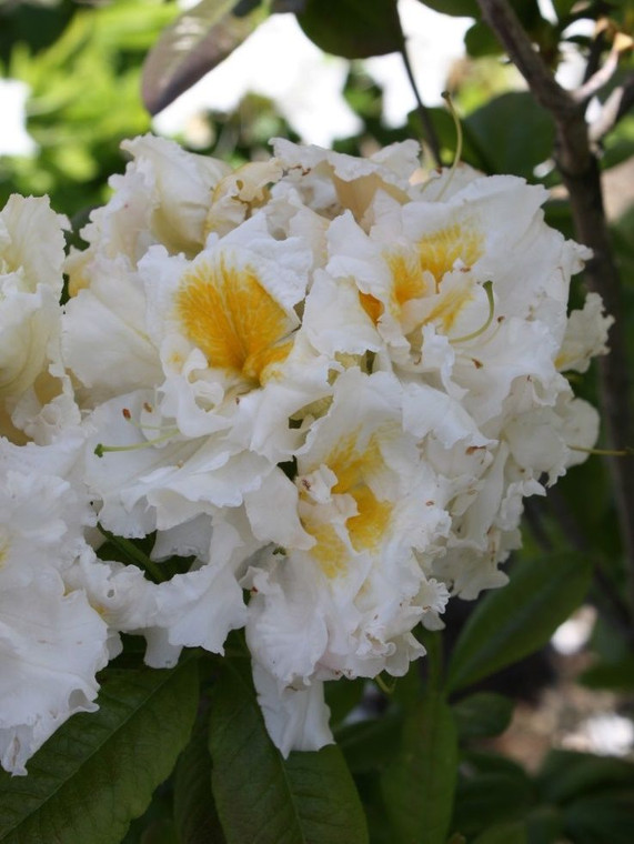 Azalea mollis 'White Ice' 4.7L