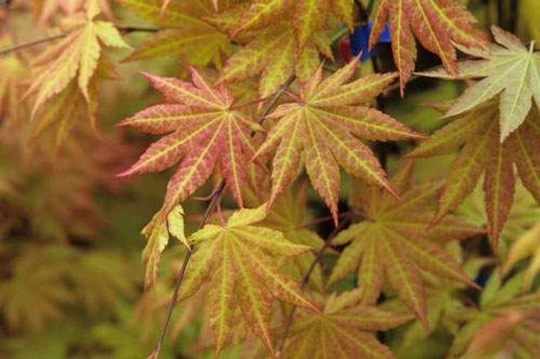 Acer japonicum 'Autumn Moon' 6L