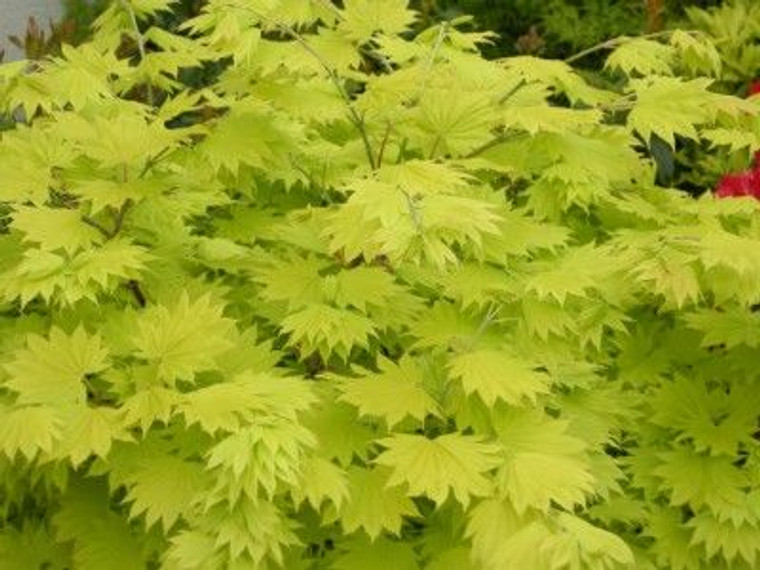 Acer japonicum 'Aureum' 6L