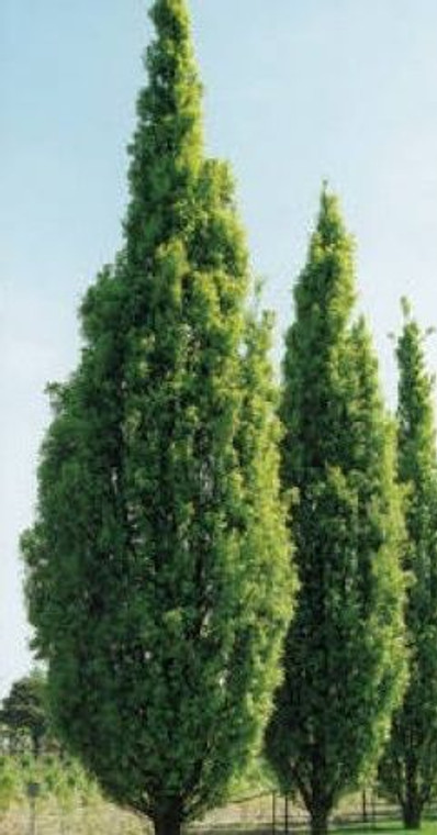 Quercus robur 'Fastigata' PB18