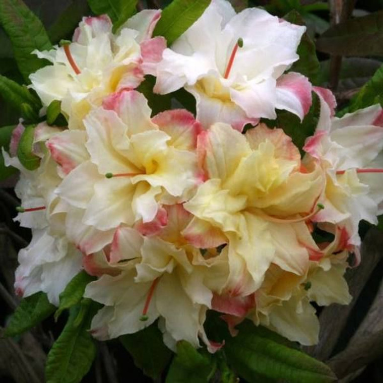 Azalea mollis 'Cannons Double' 4.7L