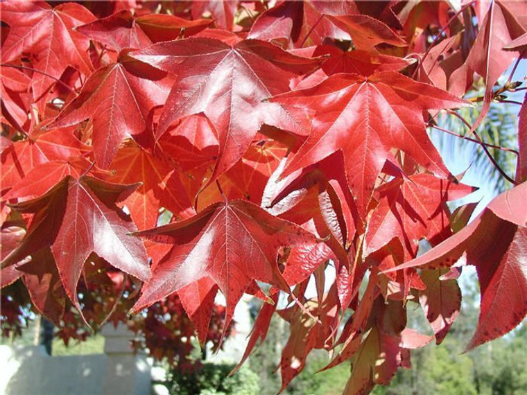 Liquidambar s 'Burgundy' PB18 (87878) PB18