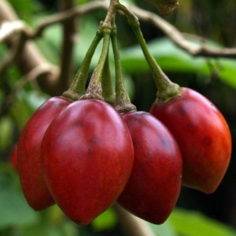 Tamarillo 'Lairds Large' 1.9L