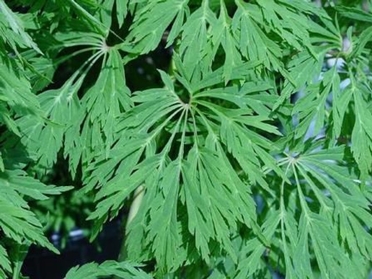 Acer japonicum 'Green Cascade' 6L