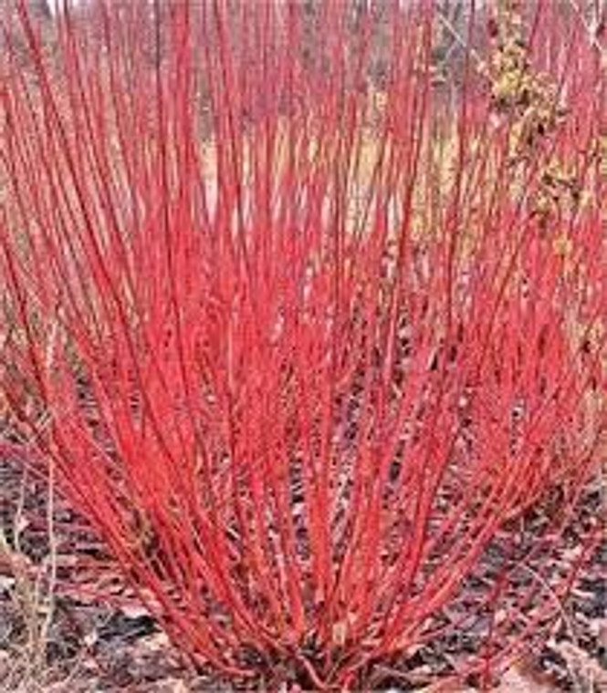 Cornus alba 'Sibirica' 2.5L