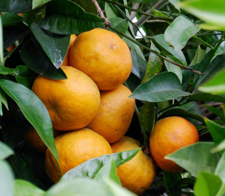 Citrus 'Tangor Ugli' PB12
